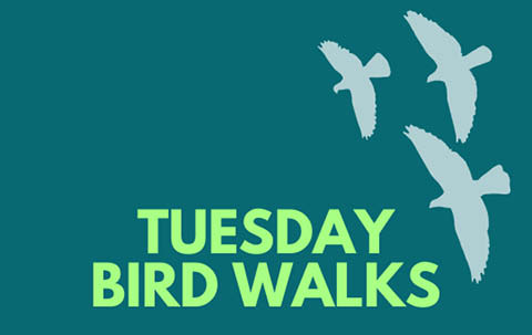tuesday bird walks beaver lake 2024