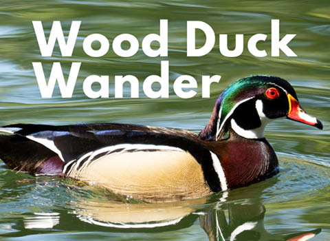 wood duck wander beaver lake 4.7.2024