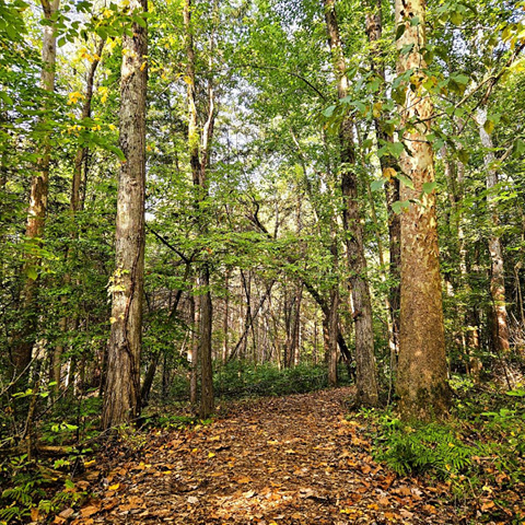 woodland wander beaver lake 10.5.2024