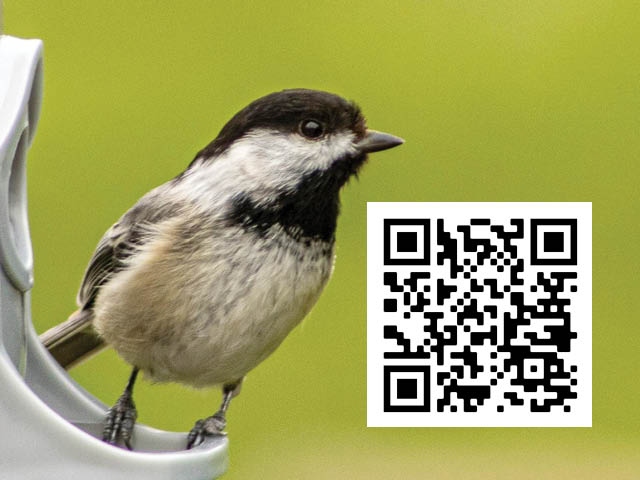 amboy 4h chickadee kids 7.25.2025