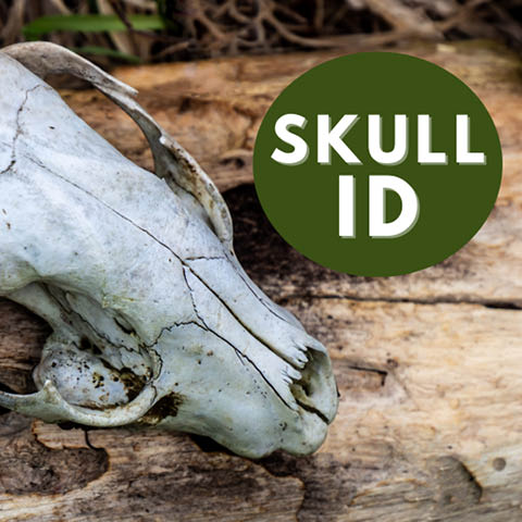 animal skull id beaver lake 2.24.2025
