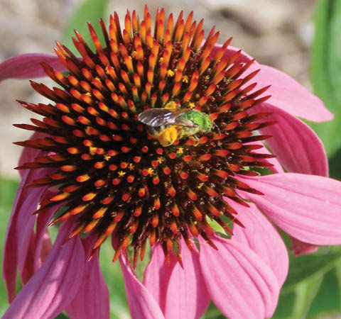 bee friends youth program sterling nature center 8.9.2025