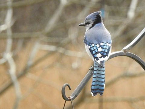 bird watching rice creek field station 12.20.2025