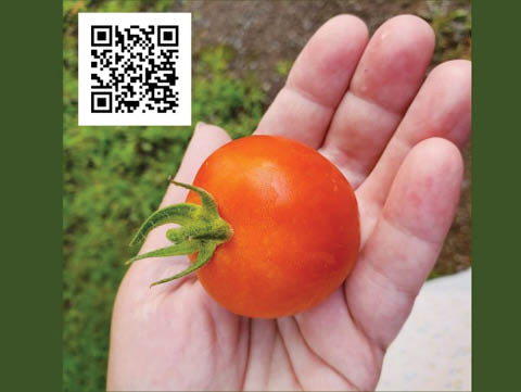 cce cornell cooperative extension free vegetable gardening workshop central square 4.26.2025