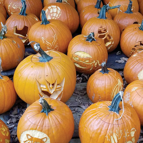 enchanted beaver lake carved pumpkins 10.23 26.2025