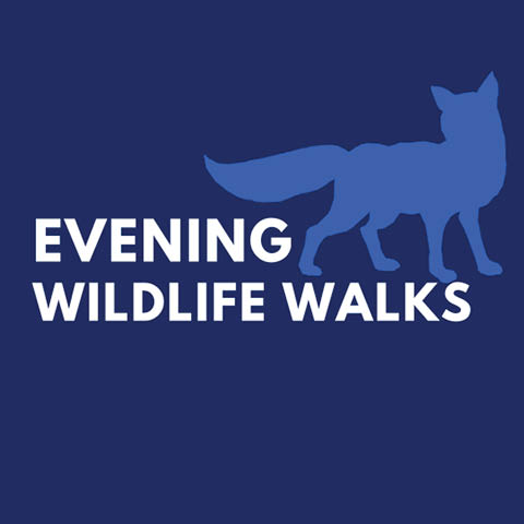evening wildlife walks beaver lake 2025