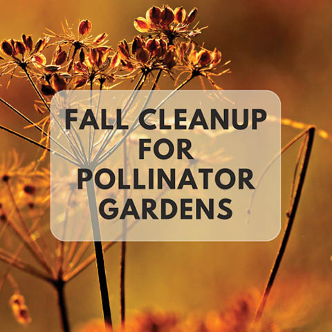 fall cleanup pollinator gardens beaver lake 10.8.2025