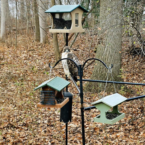 feeder frenzy beaver lake 12.27.2024