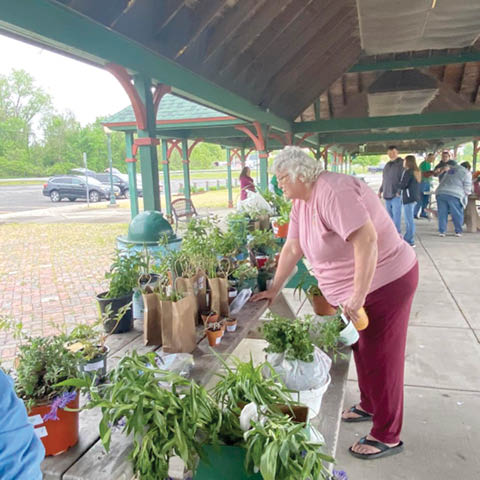 fulton garden club plant swap bullhead point 5.17.2025
