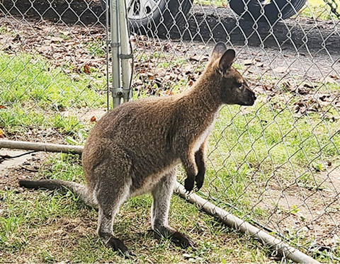 mac the wallaby beckwith christmas tree farm 11.22.2025
