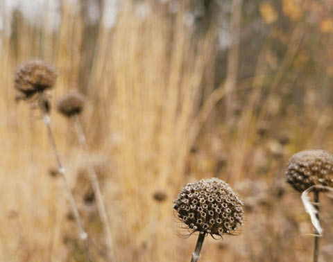 meadow meander beaver lake 11.29.2025
