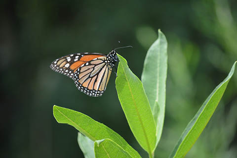 milkweed monarch butterflies amboy educational center 11.21.2025