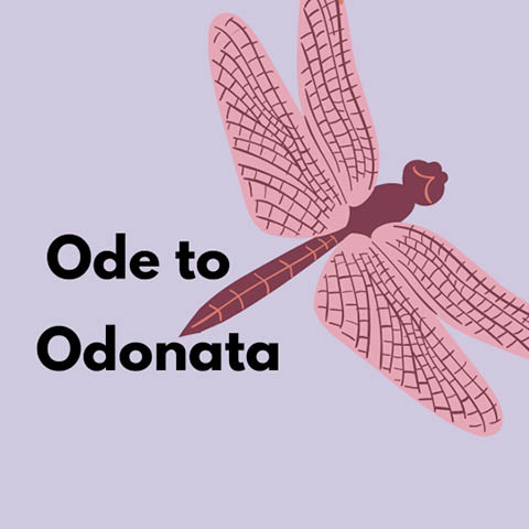 ode to odanata beaver lake 6.26.2025