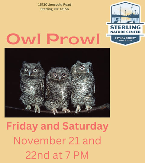 owl prowl sterling nature 11.21 22.2025