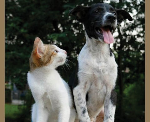 rabies clinics oswego county 2025