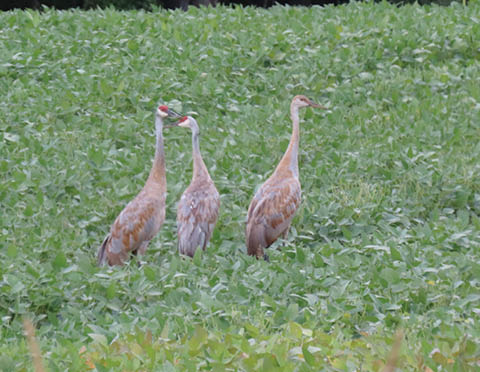 sandhill cranes sterling nature center 10.17.2025