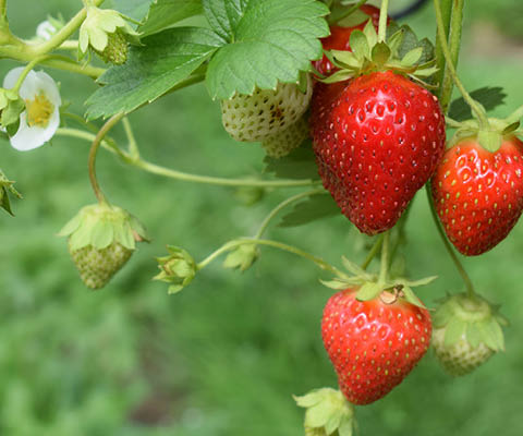 strawberry festivals june 2025