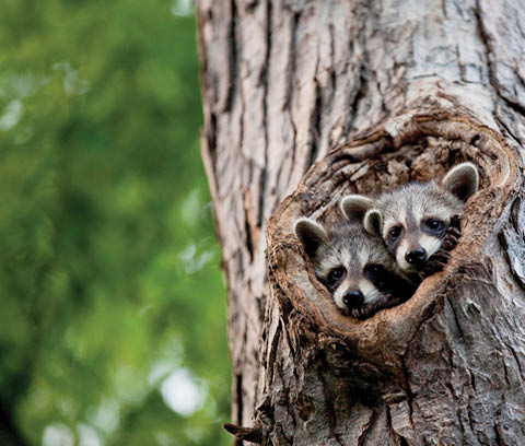tree hollow hike beaver lake 8.16.2025