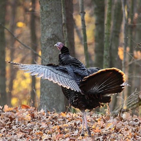 turkey traipse beaver lake 11.28.2025