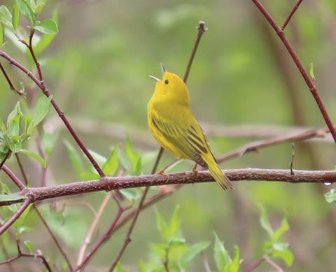 warblers birdwatching sterling nature center 5.23 30.2025