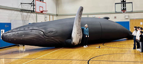 whale life size oswego library 7.23.2025