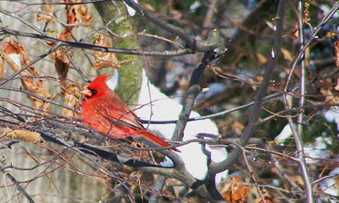winter bird walk beaver lake 1.5.2025