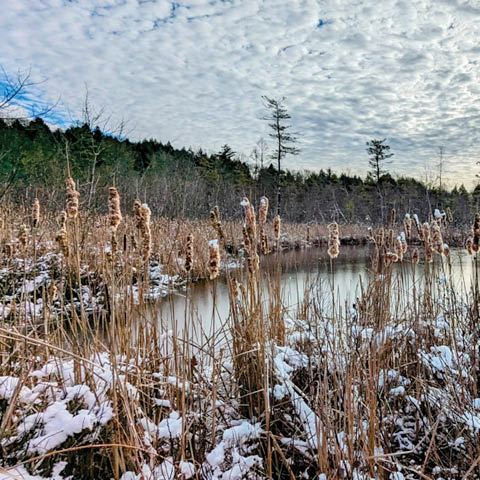 winter bog walk beaver lake 12.27.2025