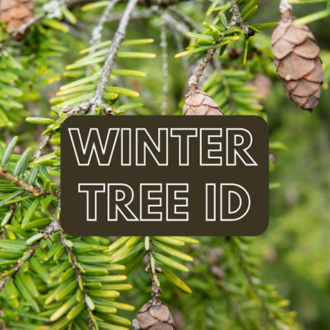 winter tree id beaver lake 1.27.2025