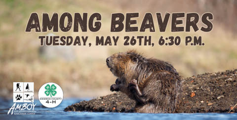 among beavers amboy 4h education center 5.26.2026