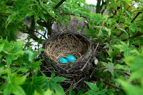 bird nests amboy events 5.9.2026