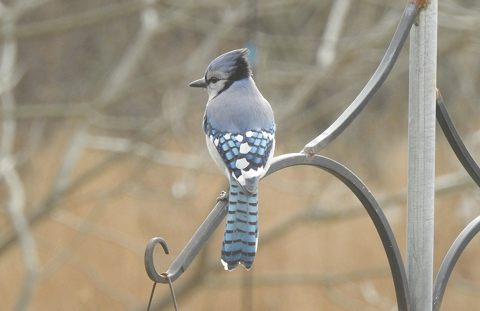 bird watching science rice creek 2026