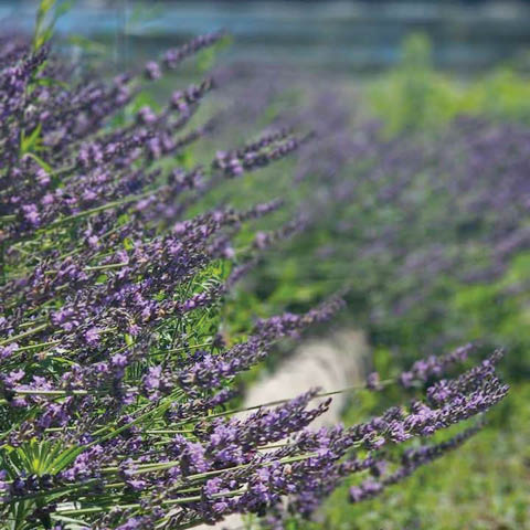 lavender festival candees tree farm 7.11 12.2026