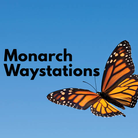 monarch waystations beaver lake 7.24.2026