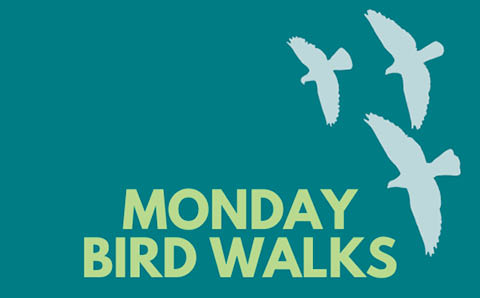 monday bird walks beaver lake 2026