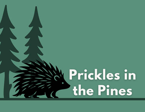 prickles pines porcupines beaver lake 1.13.2026