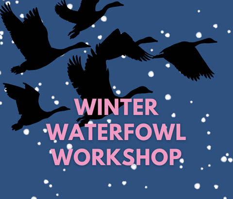 winter waterfowl workshop beaver lake 1.22.2026