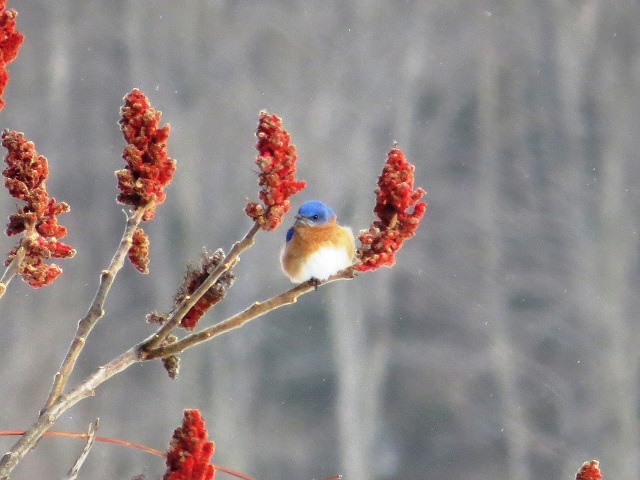 Bluebirds STerling Nature Center