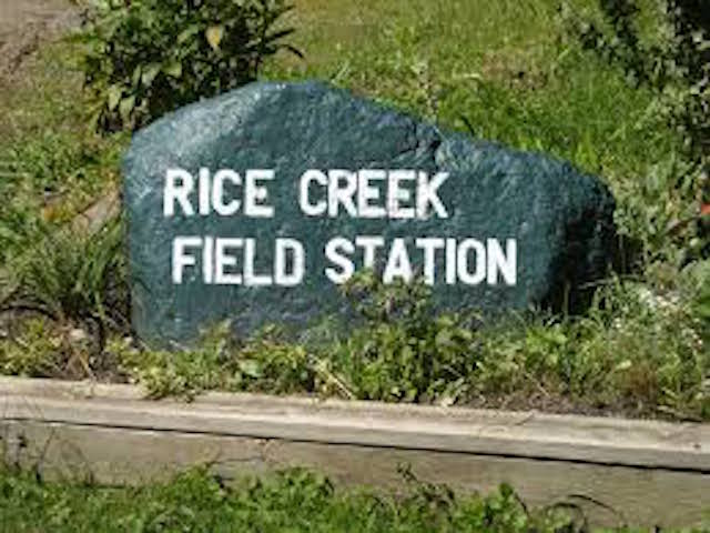 Rice creek