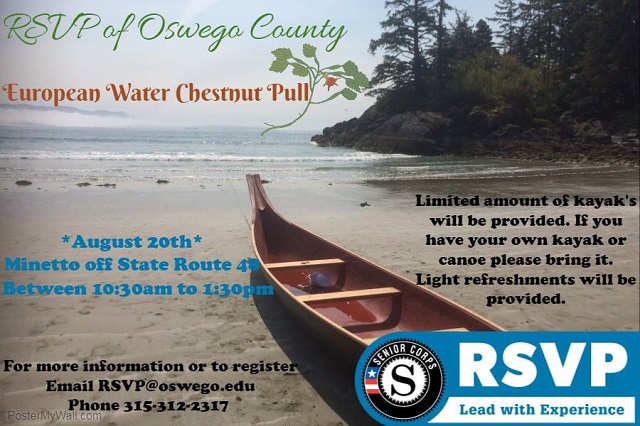 europen water chestnut pull