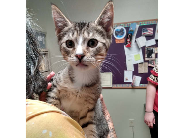Oswego County Humane Society Pet of the Week: Ichabod