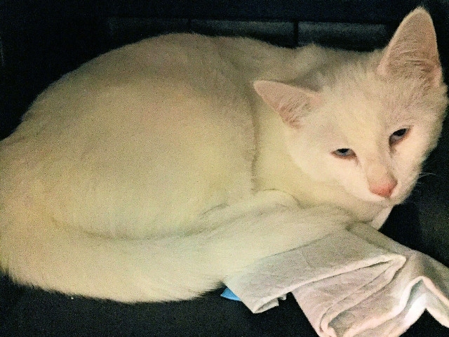 Adopt a Pet Today: Charming, Young, Handsome