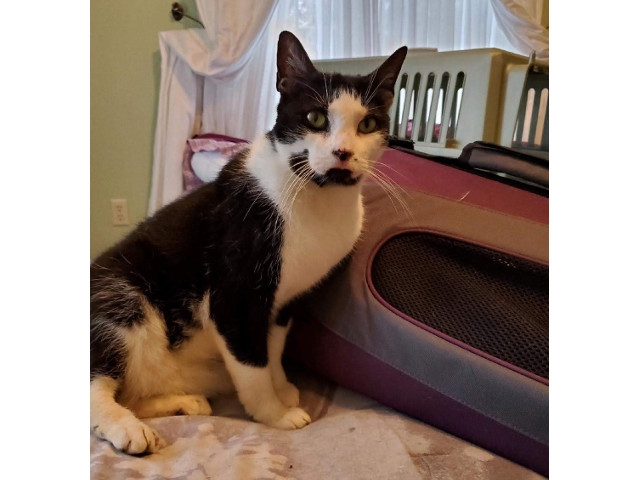 Adopt A Pet Today: Daisy Needs A New Home