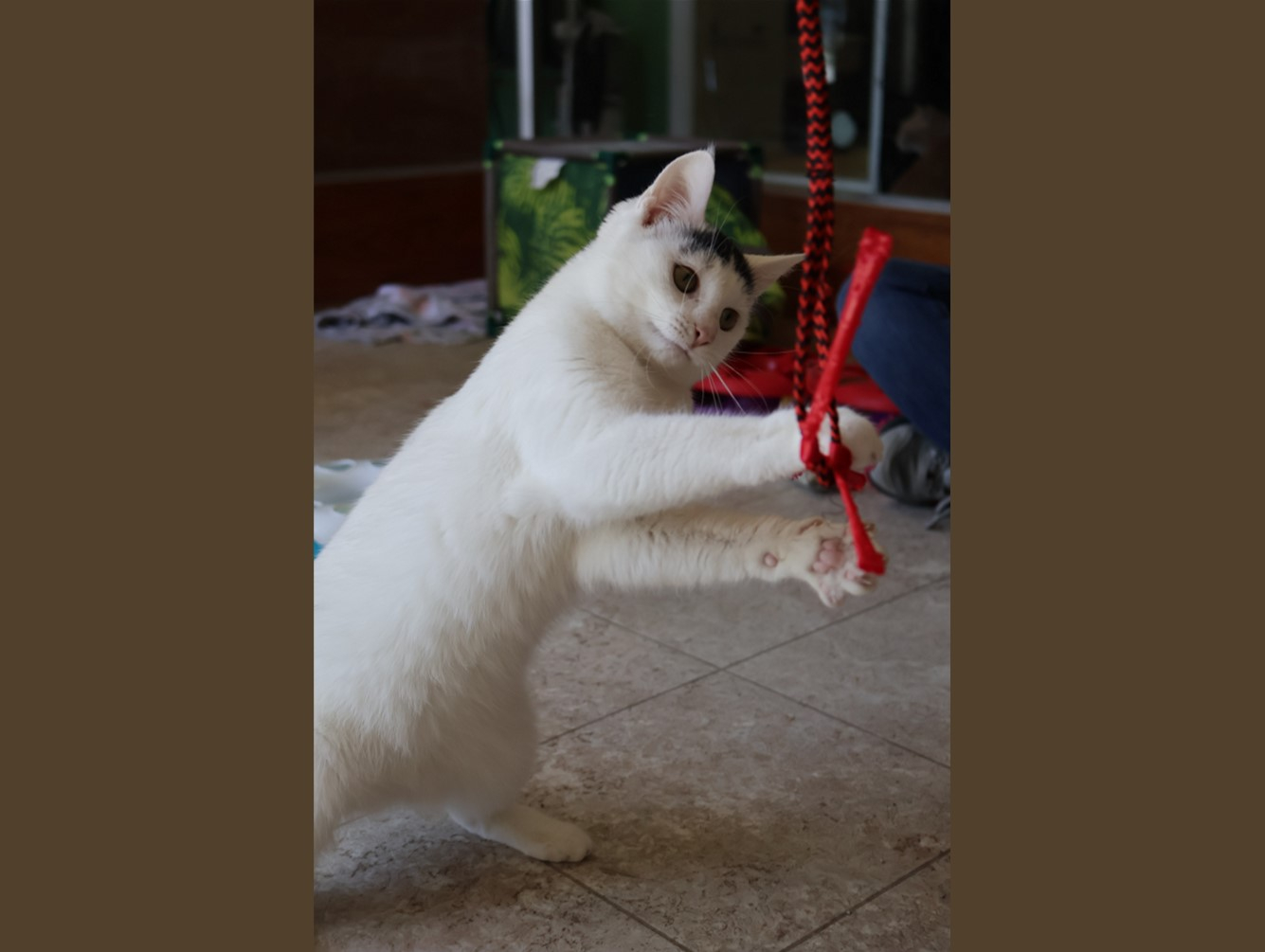 Aurora:  Pet of the Week