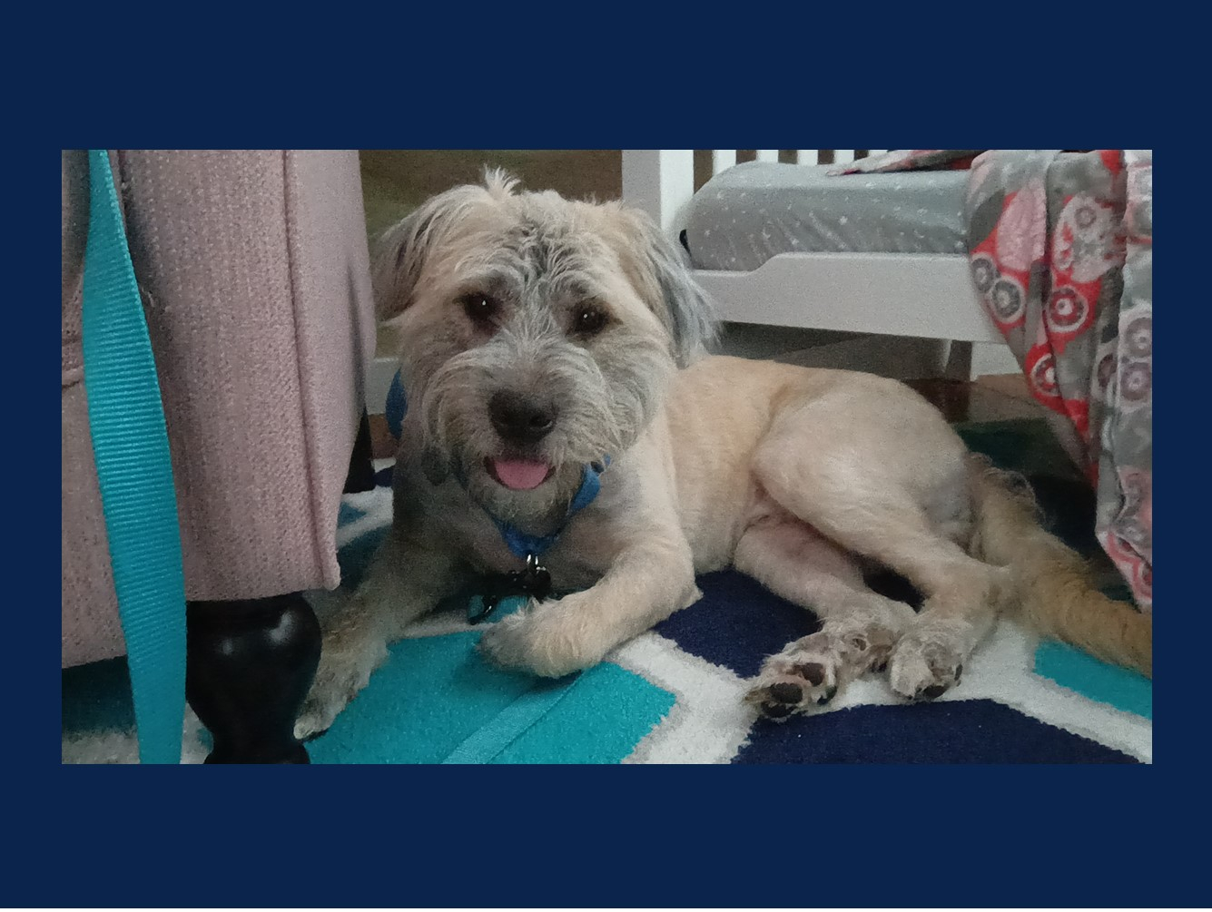 Modi - Pet of the Week