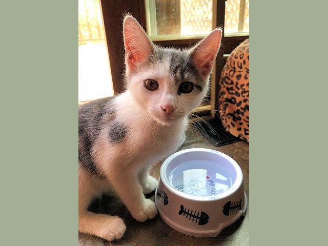 Adopt a Pet Today: Cinna, One Handsome Dude