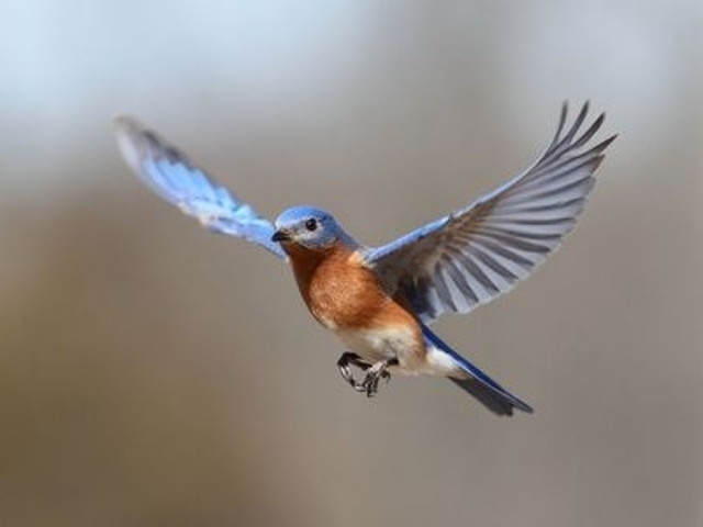 An Abundance of Birds at Amboy 4-H Environmental Education Center
