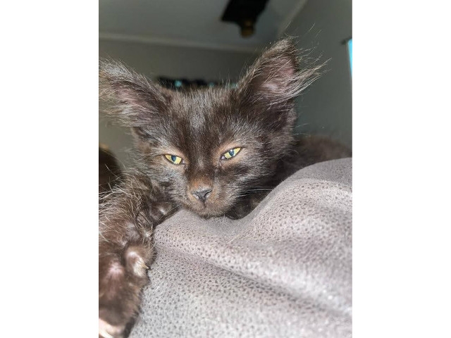 Adopt A Pet Today: Pascal Enjoys Life