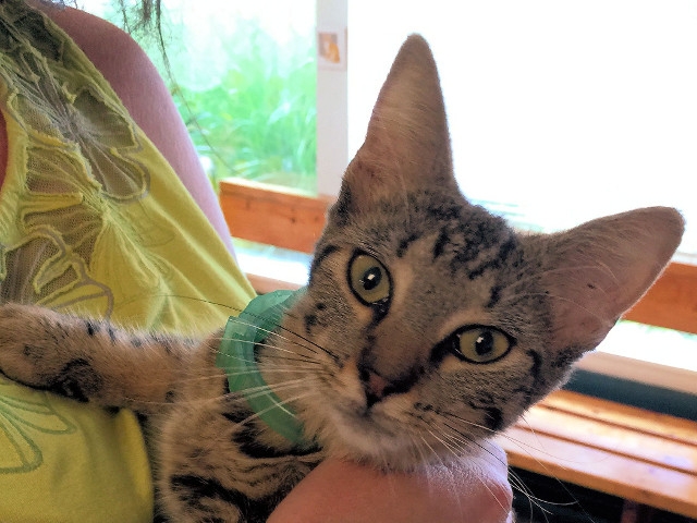 Adopt a Pet Today: Cayleigh, Sweet and Friendly Tabby Girl
