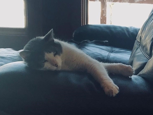 Adopt a Pet Today: Arlo, a True Social Gentleman