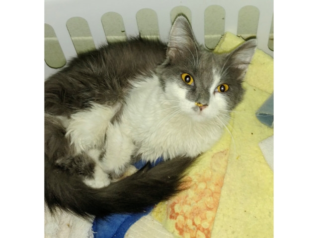 Adopt a Pet Today: Stella, Sweet, Friendly Mom